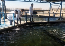 تولید بیش از ۶ هزار  تٌن  ماهی در استان تهران