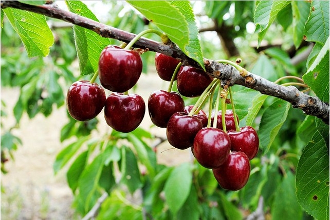 گیلاس تهران در سبداقتصادی/تشکیل  زنجیره صادارات برای اولین بار در کشور
