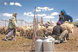 ۲۰ هزار تن محصول لبنی عشایر استان تهران