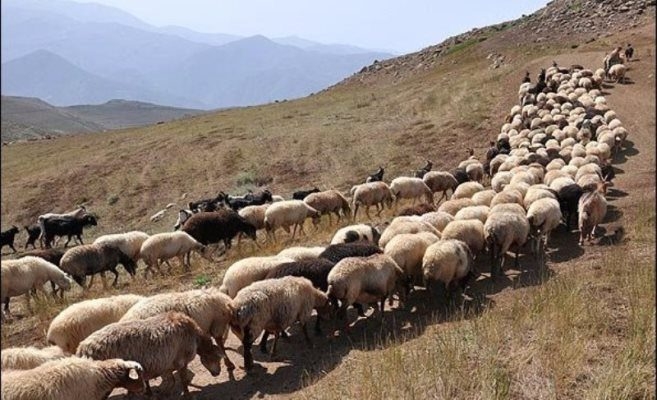 جنوب تهران زیر پوشش چرای دام رفت