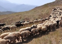 جنوب تهران زیر پوشش چرای دام رفت