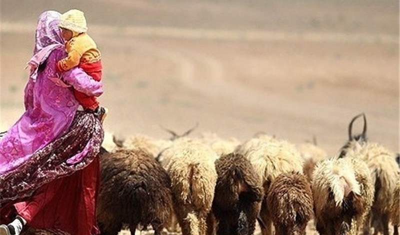 بیمه ۱۱ هزار راس گوسفند عشایر| تمام دام ها بیمه می شوند