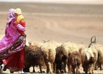 بیمه ۱۱ هزار راس گوسفند عشایر| تمام دام ها بیمه می شوند