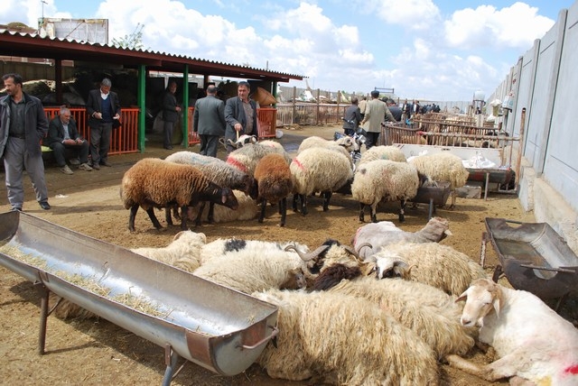 اقتصاد مقاومتی و پرورش ۱۰۰ هزار راس گوسفند داشتی در استان تهران