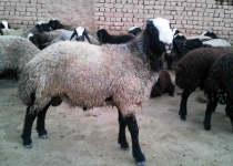 استان تهران ۱ میلیون و ۲۰۰ هزار راس دام سبک دارد