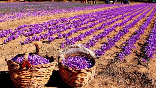  اسناد توسعه ای تهران| ۱۸۰ هکتار زیر کشت زعفران| آماده مشاوره کشت