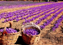  اسناد توسعه ای تهران| ۱۸۰ هکتار زیر کشت زعفران| آماده مشاوره کشت