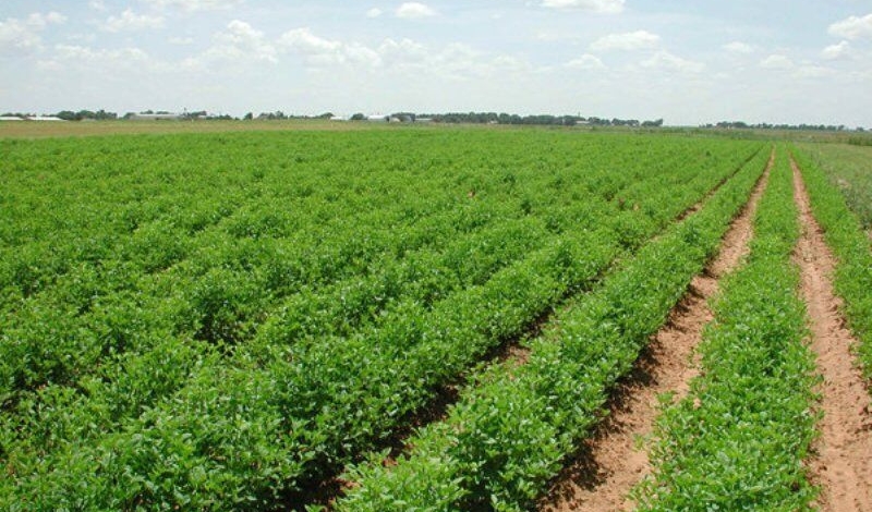 اسناد توسعه ای| سند دار شدن ۹۹ درصد از اراضی ملی ورامین و پیشوا