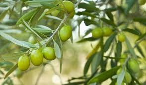 احداث باغات زیتون کم آب بر در استان تهران|تولیدِ سالانه ۱۰۰ تن 