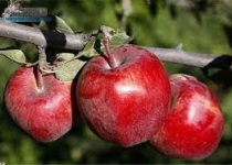 اسناد توسعه ای| تولید ۲۸۸ هزار تن سیب درختی در استان تهران