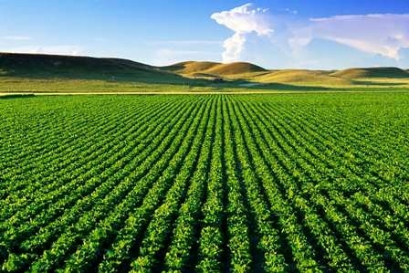 جزئیات طرح فرآوری، بسته بندی و عرضه مستقیم سبزی و صیفی استان تهران