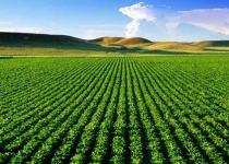 جزئیات طرح فرآوری، بسته بندی و عرضه مستقیم سبزی و صیفی استان تهران