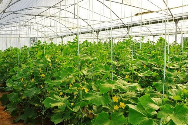 اسناد توسعه ای تهران| ۲۵۰ هکتار به سطح گلخانه‌های پیشوا افزوده می‌شود