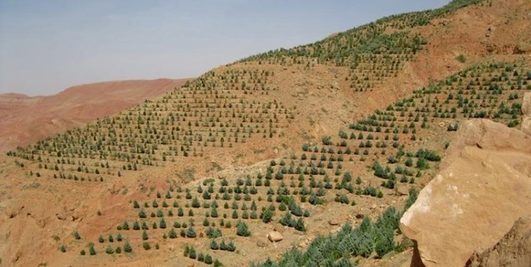 اسناد توسعه ای تهران| جنگل‌کاری ۱۱ هزار هکتاری در دشت ورامین