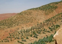 اسناد توسعه ای تهران| جنگل‌کاری ۱۱ هزار هکتاری در دشت ورامین