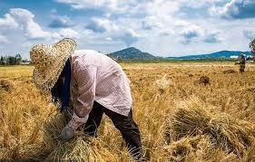 اسناد توسعه ای تهران| افتتاح ۲ پروژه کشاورزی در شهر تهران