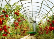 اسناد توسعه ای تهران| بهره برداری از ۳ واحد محصولات گلخانه ای 