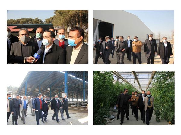 بازدید رئیس سازمان مدیریت و برنامه‌ریزی استان تهران از سه پروژه کشاورزی